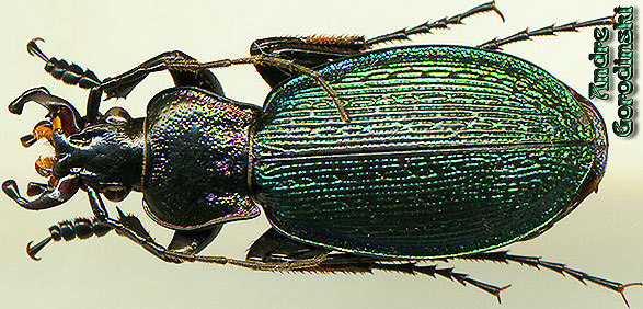 http://www.gorodinski.ru/carabus/Sphodristocarabus adamsi persa.jpg